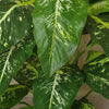 Artificial Tree Plant Fox Aglaonema Plant Gold Metal Planter