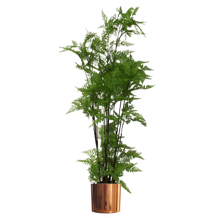 Artificial Tree Moss Fern Copper Planter 150cm