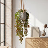 75cm Artificial Trailing Round Leaf Hanging Foliage Plant - Autumn Green & Bronze