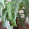 90cm Variegated Artificial Calathea Plant with pot