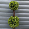 90cm Pair of Green Double Ball Topiary Trees - Premium Quality