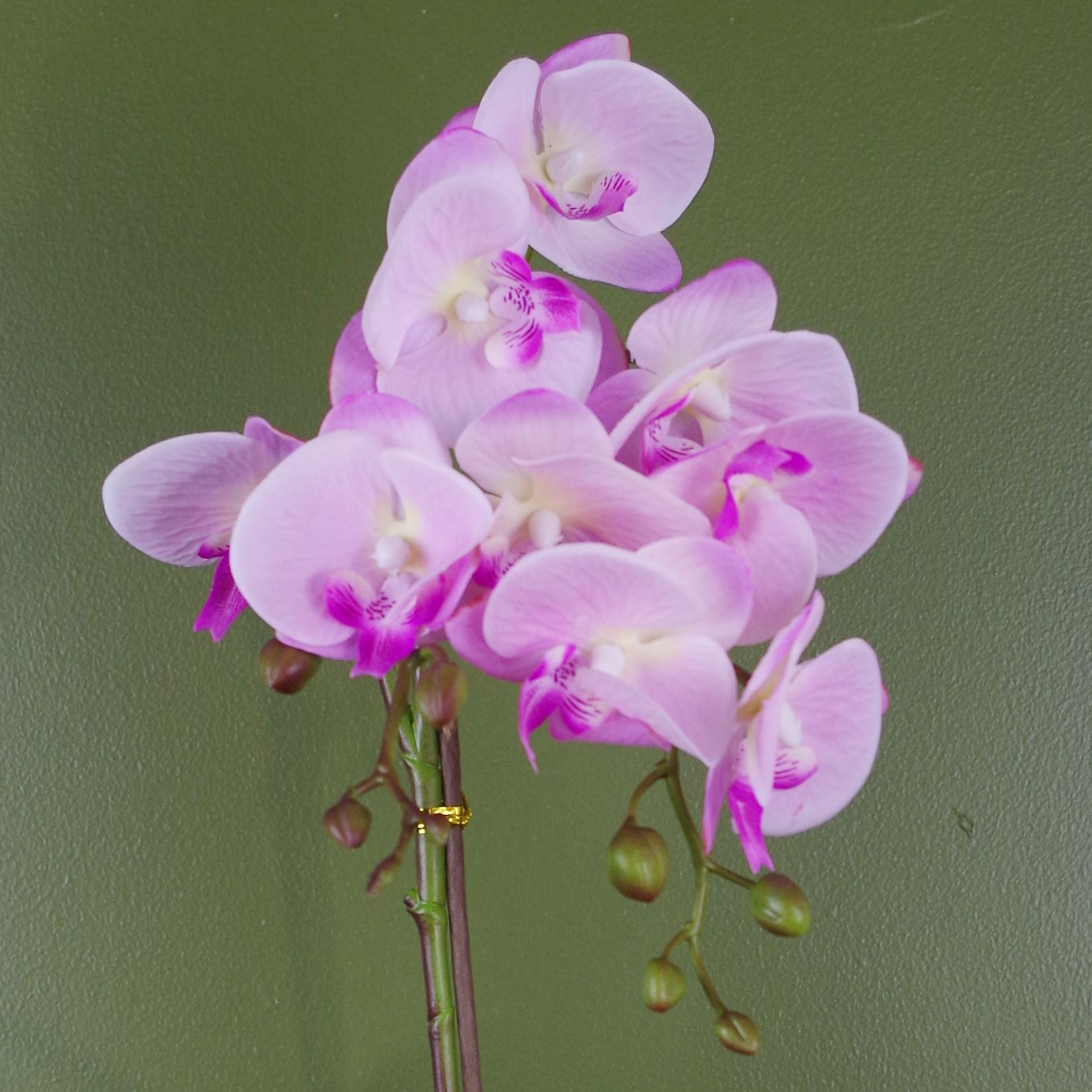 Orchid Artificial Light Pink Silver 50cm Phalaenopsis Botanik