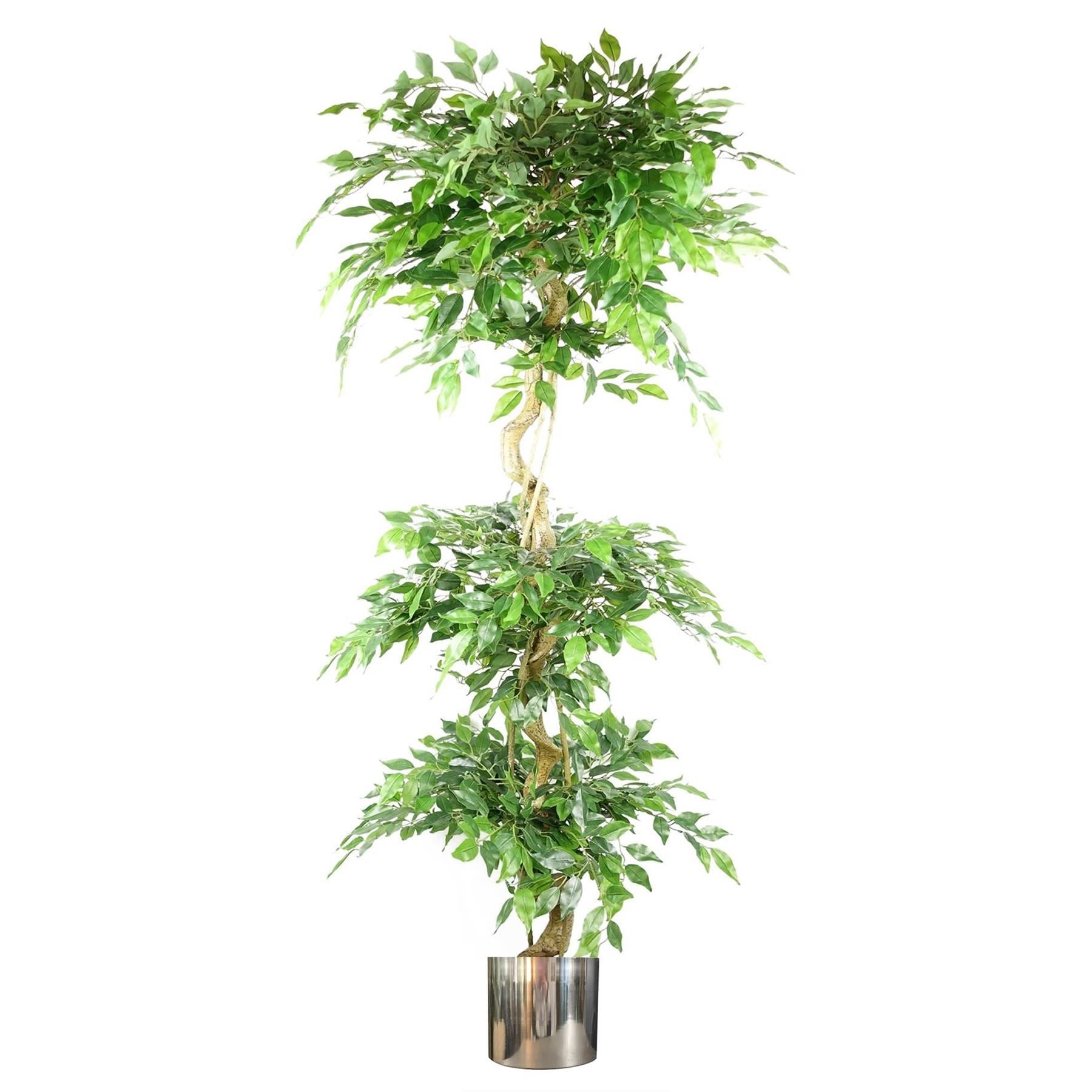 180cm Artificial Twisted Trunk Fruticosa Ficus Tree Triple Ball Topiary 1984 Leaves Silver Metal Planter - Premium Quality