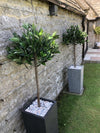 Artificial Bay Laurel Topiary Tree Green 120cm Trunk