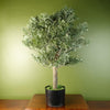 Artemisa Shrub 70cm