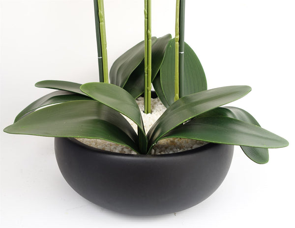 Orchid Yellow - Black Ceramic Planter