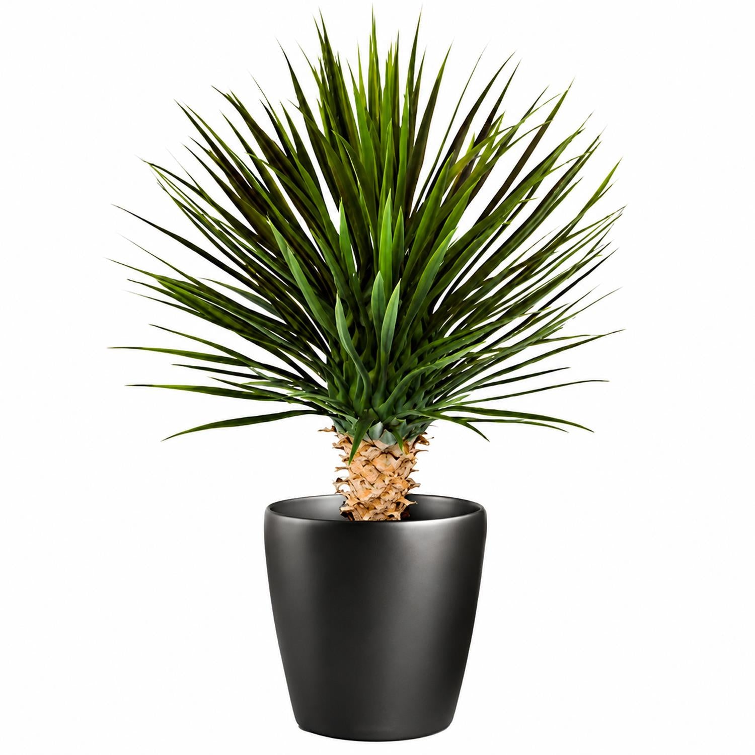 75cm Artificial Dracaena Plant - Premium Quality
