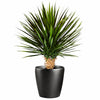 75cm Artificial Dracaena Plant - Premium Quality