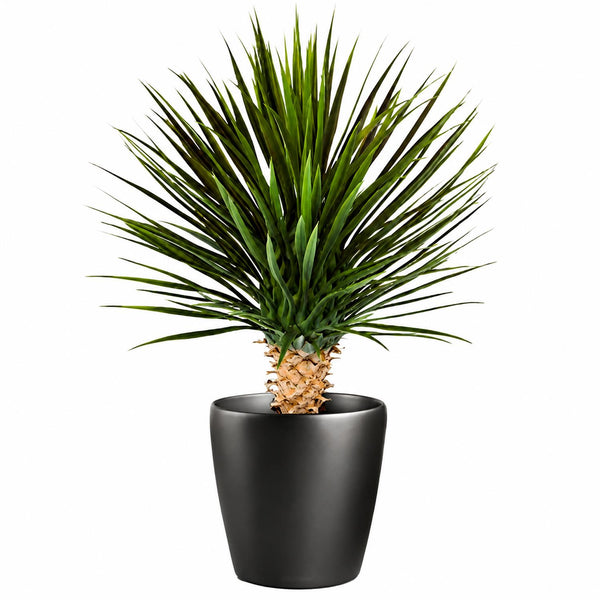 75cm Artificial Dracaena Plant - Premium Quality