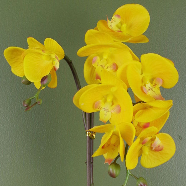 Gold Orchid Artificial Yellow with Golden Pot 48cm Botanik