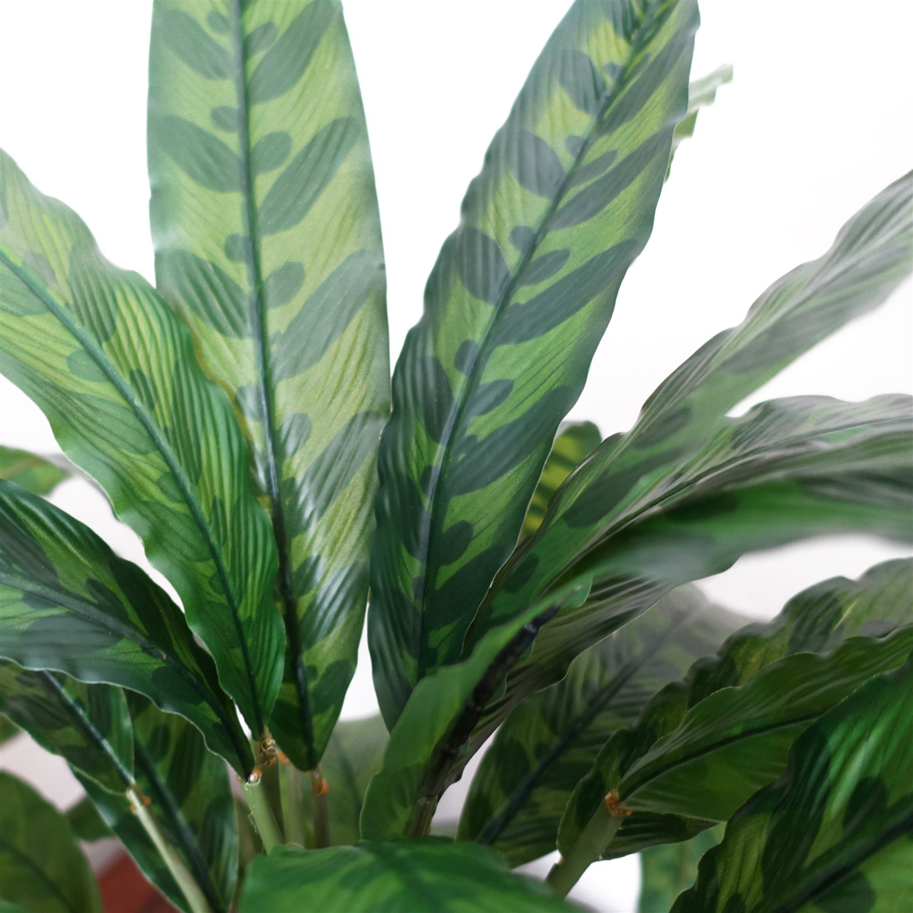 60cm Variegated Artificial Calathea Plant with pot