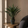 60cm Deluxe Yukka Artificial - Premium Quality