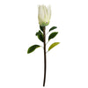 65cm Protea Sugarbush Flower Stem - White