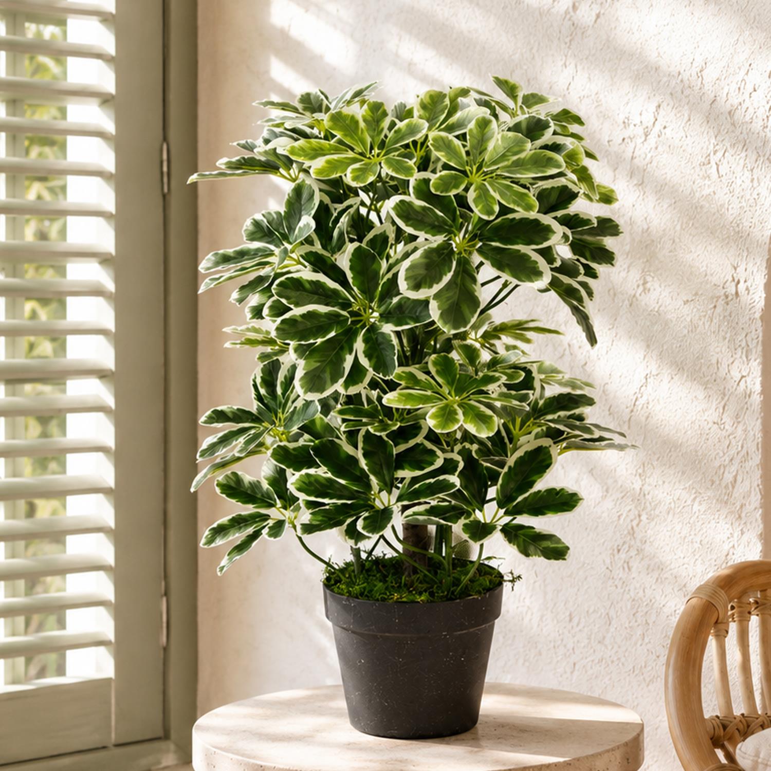 Artificial Arboricola Plant 55cm Small Plant 55cm