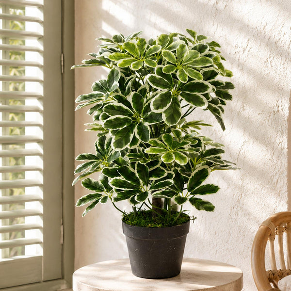 Artificial Arboricola Plant 55cm Small Plant 55cm
