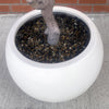 200cm XXL Artificial Olive Tree with Decorative Planter - Premium Quality