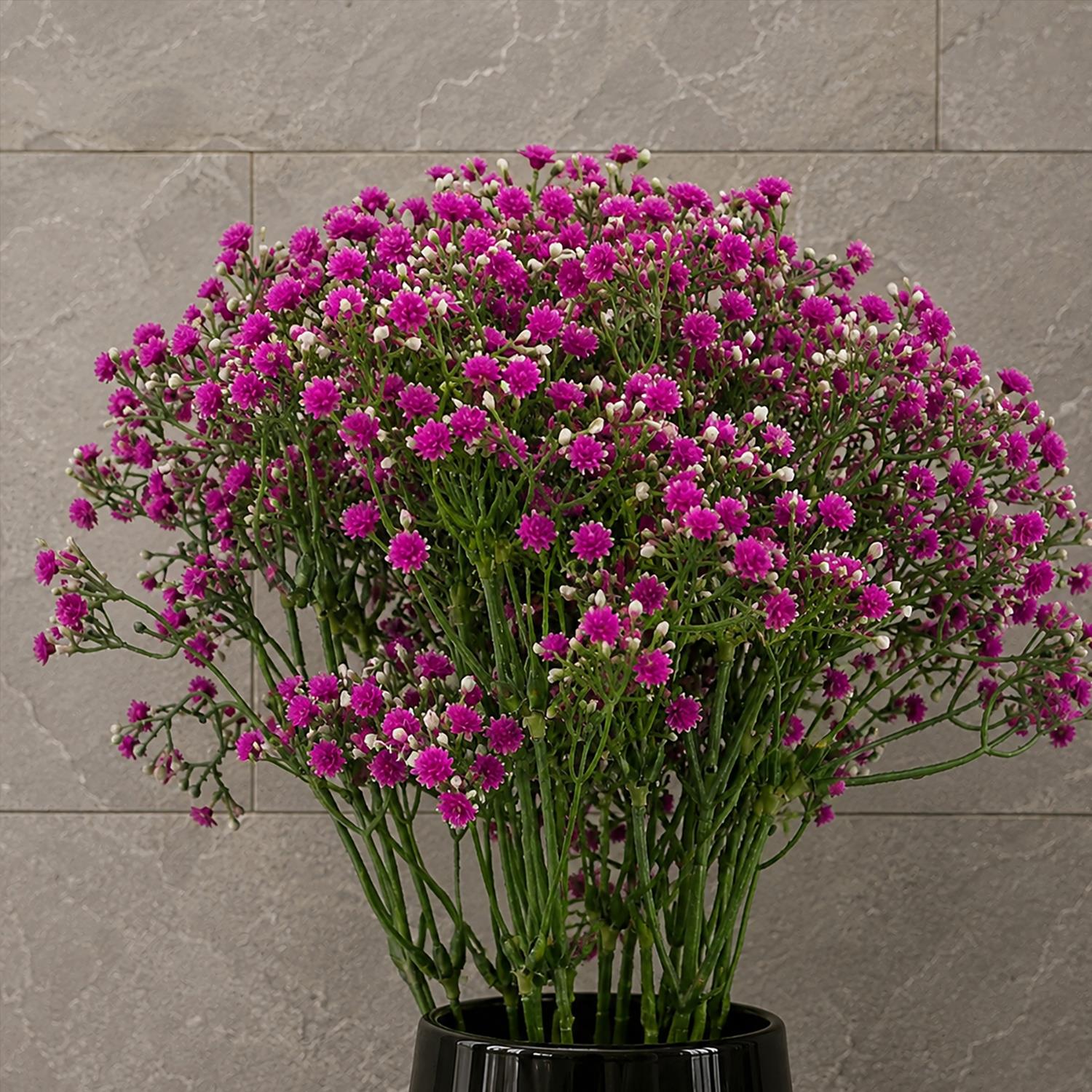 Pack of 6 x 55cm Gypsophila Pink Stem - Premium Quality