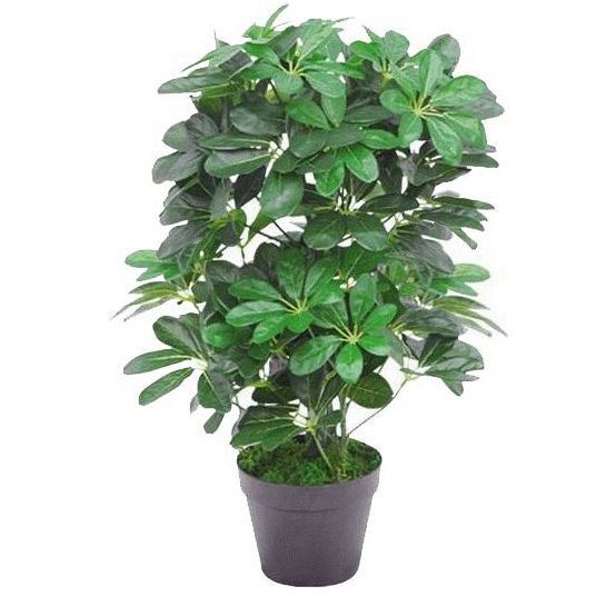 Artificial Arboricola Plant 55cm Small Plant 55cm