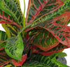 40cm Artificial Codiaeum Multicoloured Plant