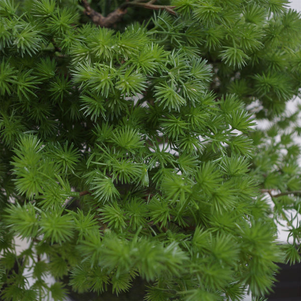 Artificial Bonsai Tree Pine Bonsai 50cm UK Trees Plant