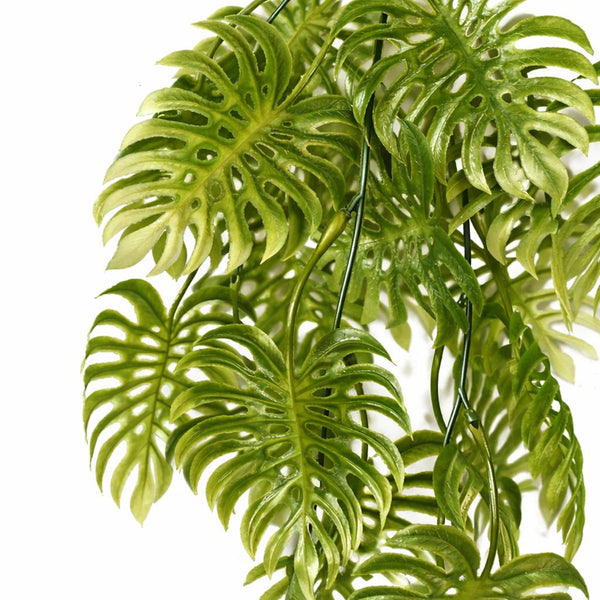 80cm Trailing Tropical Monstera Plant - Light Green