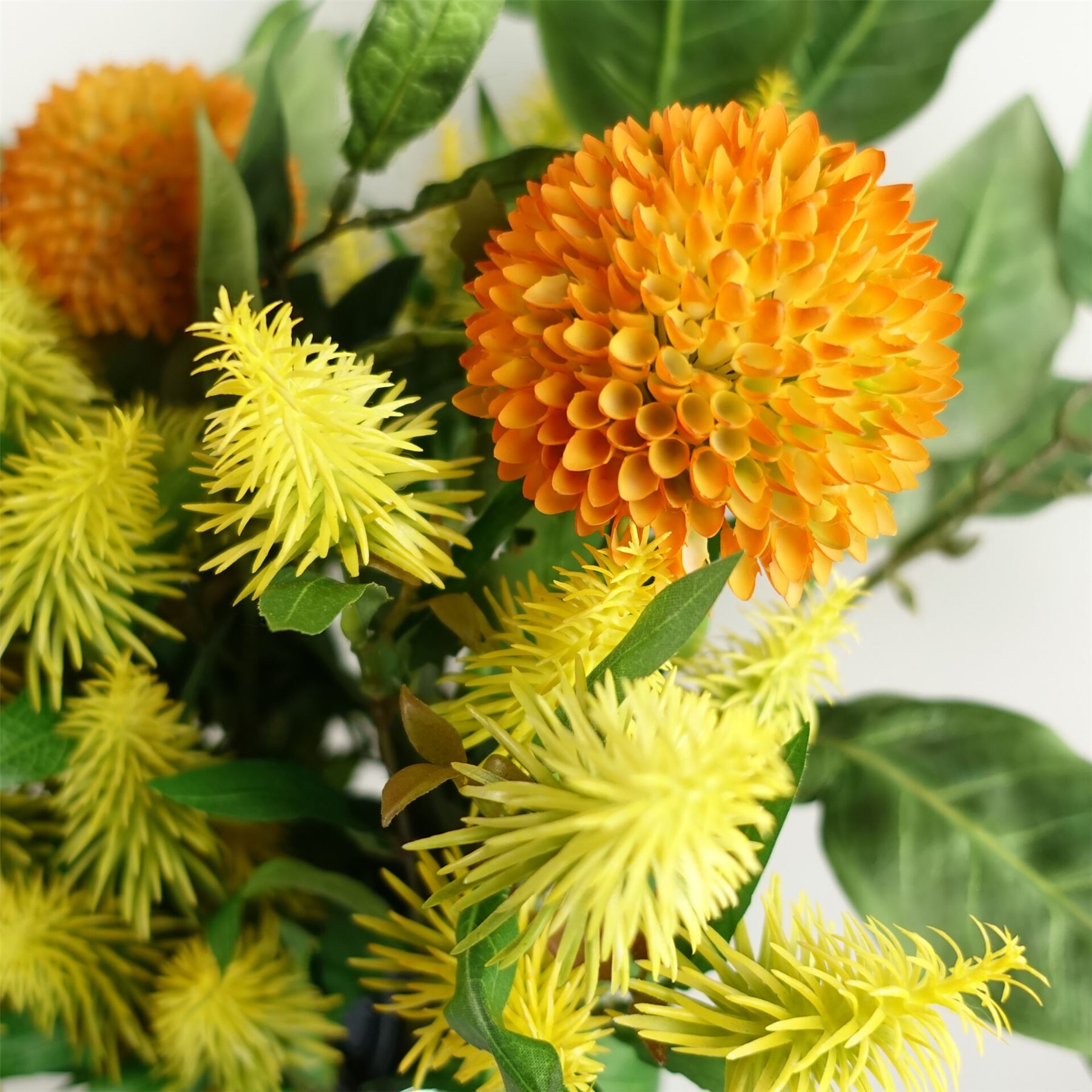 55cm Callistemon Pallidus Yellow Bottle Brush Stem