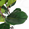 Large Fiddle Fig Tree Artificial  150cm Premium Plant