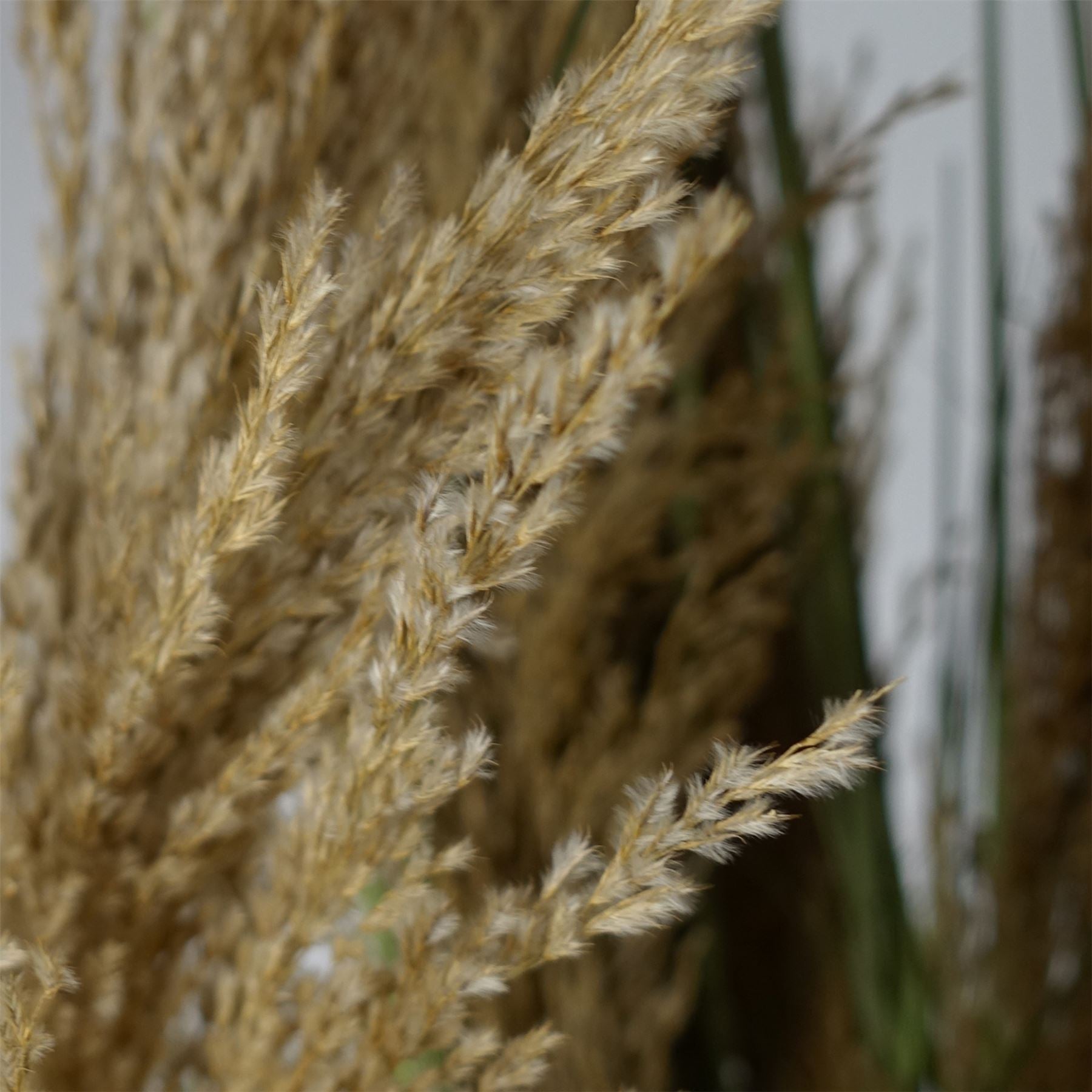 Artificial Pampas Grass Plant - HUGE 180cm 6FT