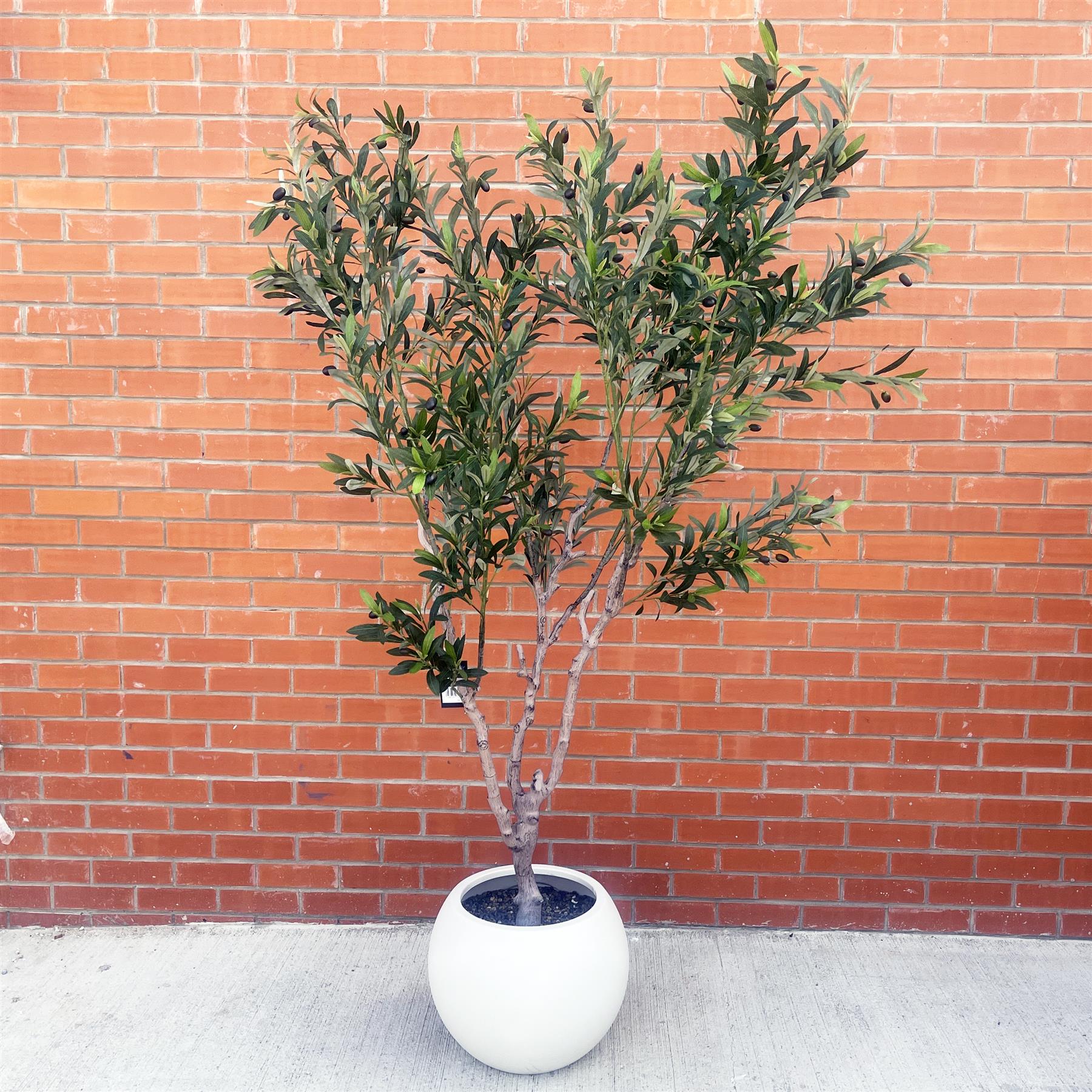 200cm XL Olive Tree