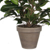 Leaf 60cm Mini Ficus Bush Plant in Decorative Planter