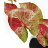 Artificial Hanging Trailing Plant Plant Pink Splash Caladium Botanik