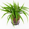 Artificial Grass Planter Ceramic & Metal