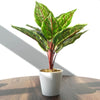 38cm Potted Artificial Calathea Veitchiane - Premium Quality