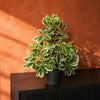Artificial Arboricola Plant Umbrella Tree Black Plastic Pot 55cm Light Plant Botanik
