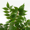 110cm Artificial Toona Sinensis Tree Evergreen - Premium Quality