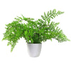 Artificial Ferns Plants Pack 3 x 30cm Botanical Fern 30cm Display