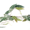 6 x 110cm Artificial Hanging Trailing Begonia Maculata Spotted Plant - Premium Quality