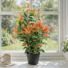 Artificial Ficus Tree Plant Photinia Red Robin Green 80cm Plants