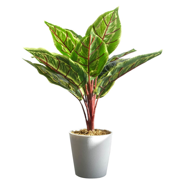 Pack of 6 x 38cm Potted Calathea Veitchiane - Premium Quality