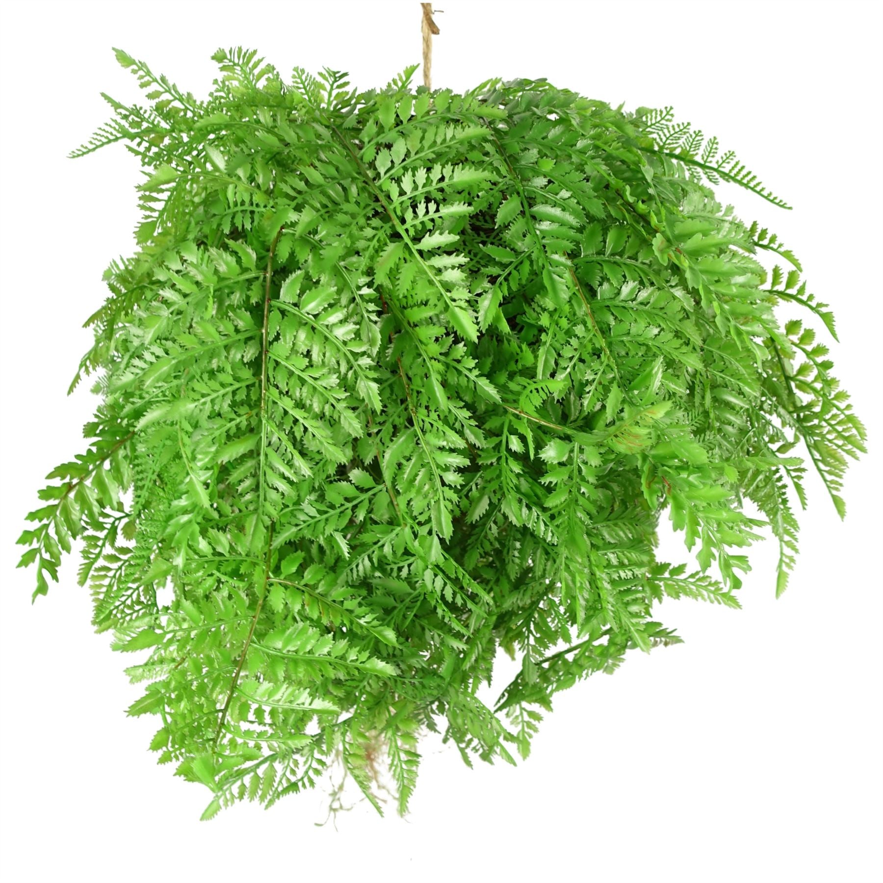 Artificial Hanging Fern Ball - Extra Large 110cm