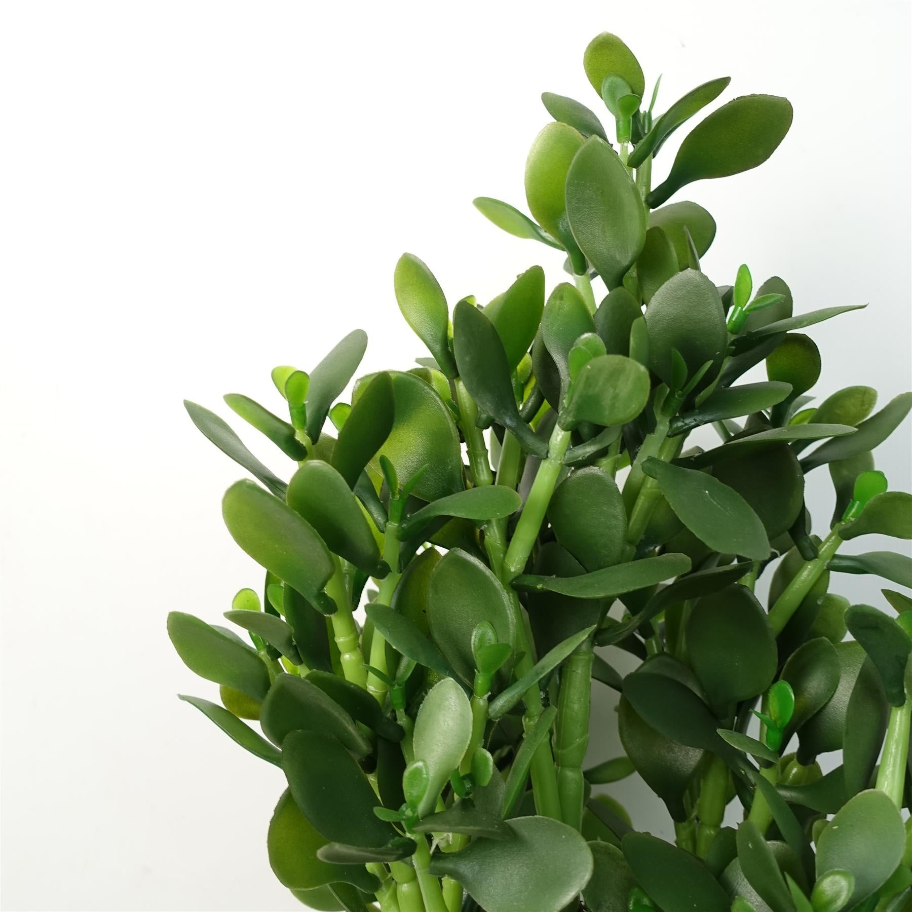 Green Jade Plant 75cm