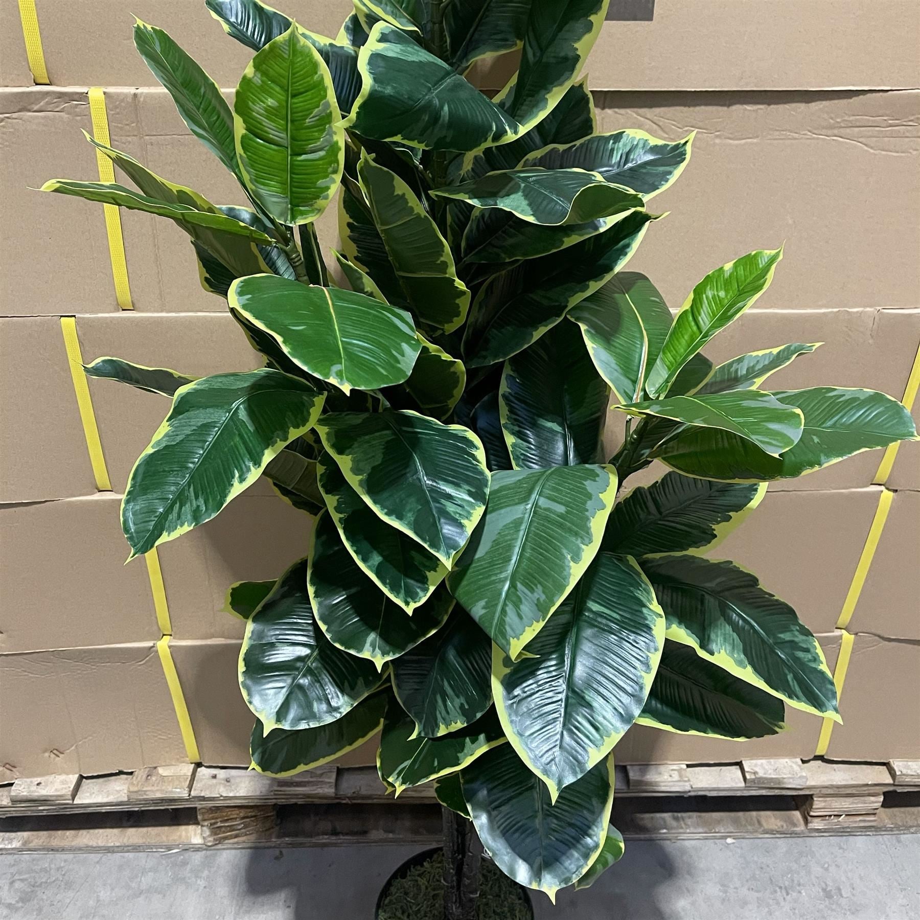 120cm Artificial Rubber Tree - Premium Quality