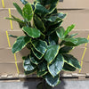 120cm Artificial Rubber Tree - Premium Quality