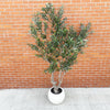 250cm XXL Artificial Olive Tree with Decorative Planter - Premium Quality