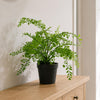 Artificial Potted Fern Plant (Southern Maidenhair Fern) 35cm