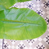 180cm Artificial Banana Tree Tropical Plant Silver Metal Planter - Premium Quality