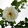 70cm White Camellia Rose Plant Artificial - Premium Quality