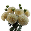 6 x Dhalia PomPom Artificial Flowers Cream