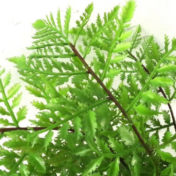 Faux 30cm Potted Southern Wood Fern