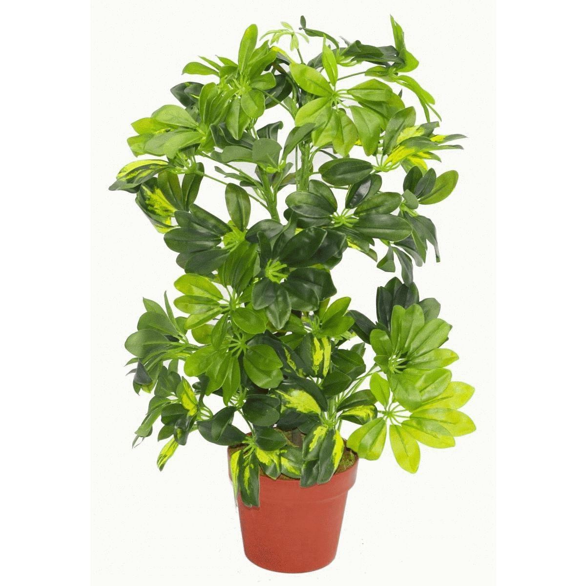 Artificial Arboricola Plant 75cm Golden Capella